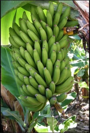 Banane plantain bisamunyu