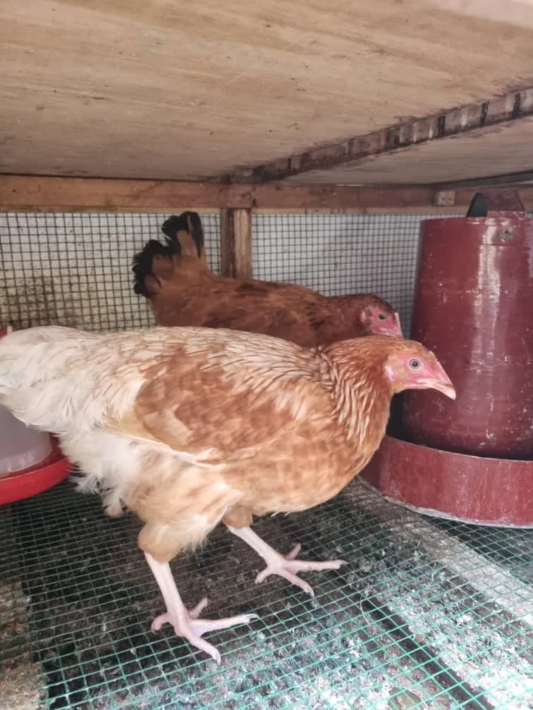 POULE PONDEUSES — photo 2