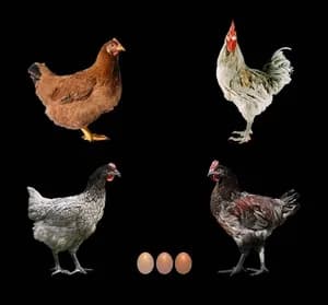 POULE PONDEUSES